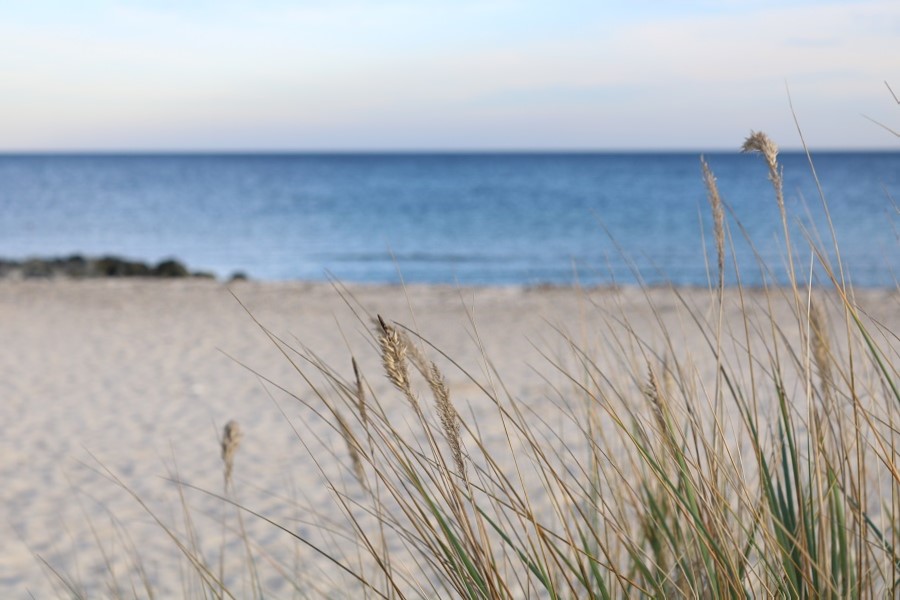 Zur Ergänzung des Textes. Strandhafer, Strand und Meer in Schärfe-Unschärfe-Relation.