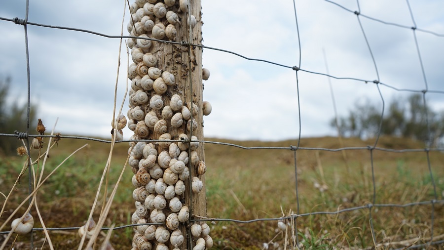 Snail shells, Les Portes-en-Ré, France