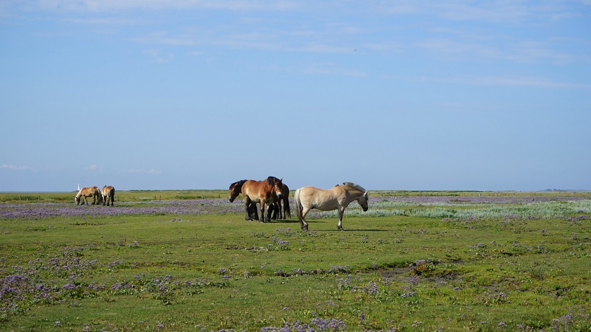 Island of Juist - Horses on a grassland