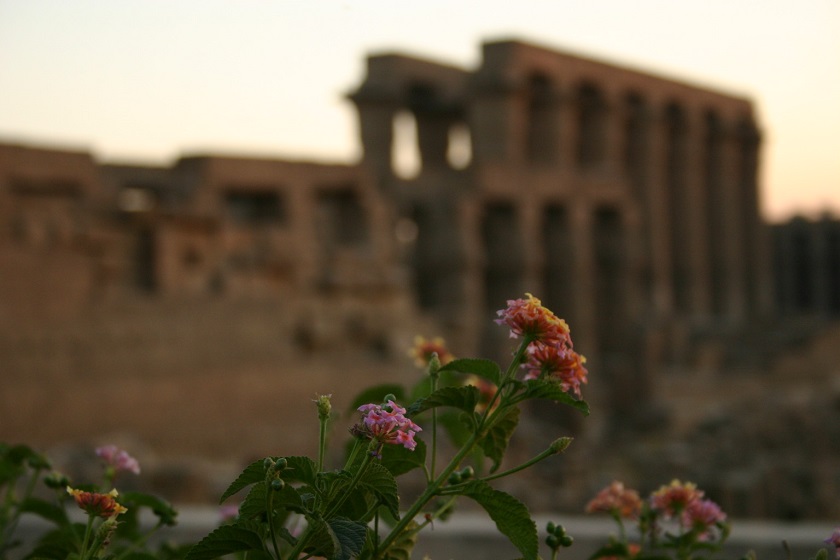 Nilkreuzfahrt: Luxor Tempel mit einer Blüte im Vordergrund