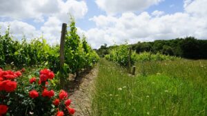 Médoc Atlantique Der Garten Eden im Südwesten Frankreichs Julias