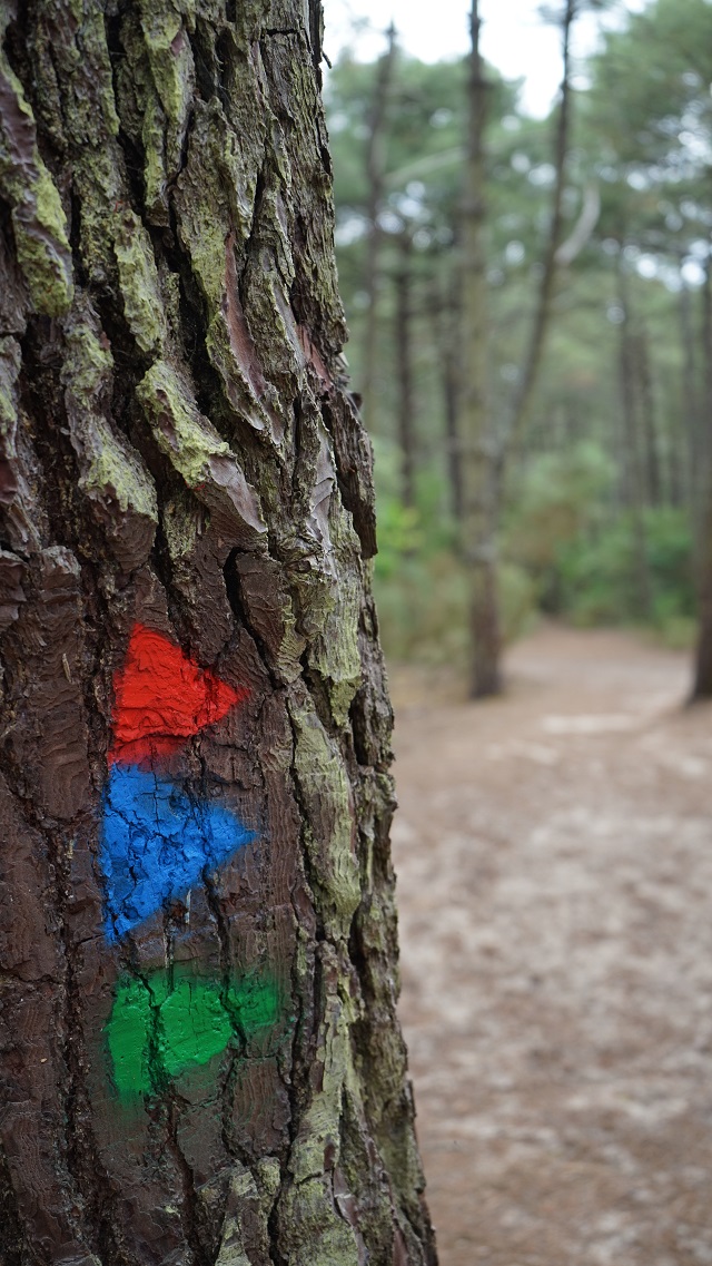 Médoc Atlantique Der Garten Eden im Südwesten Frankreichs Julias