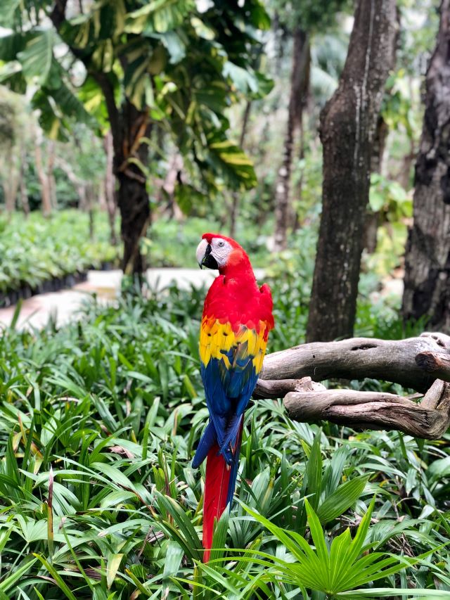 Papagei auf der Yucatan-Halbinsel beim Ort Xel-ha